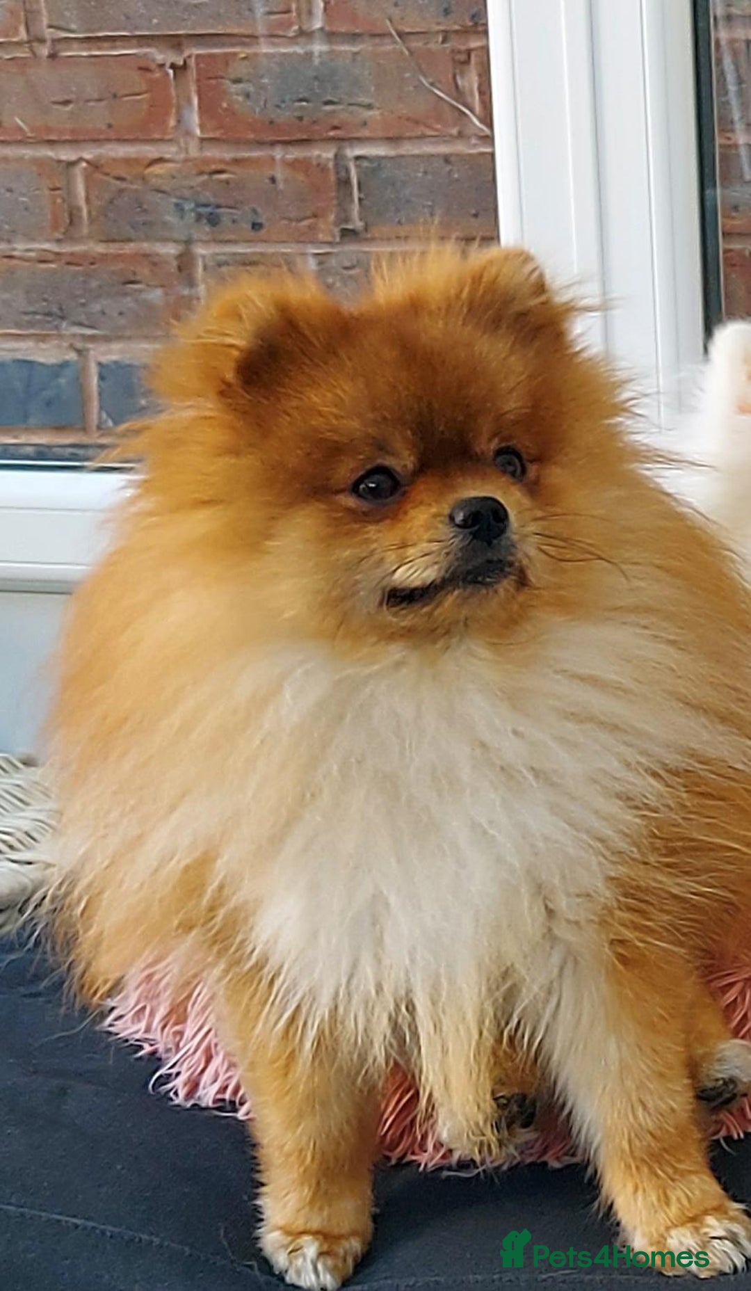 Pomeranian dogs for sale: Adorable Pomeranians 🩷🥰 - Image 9