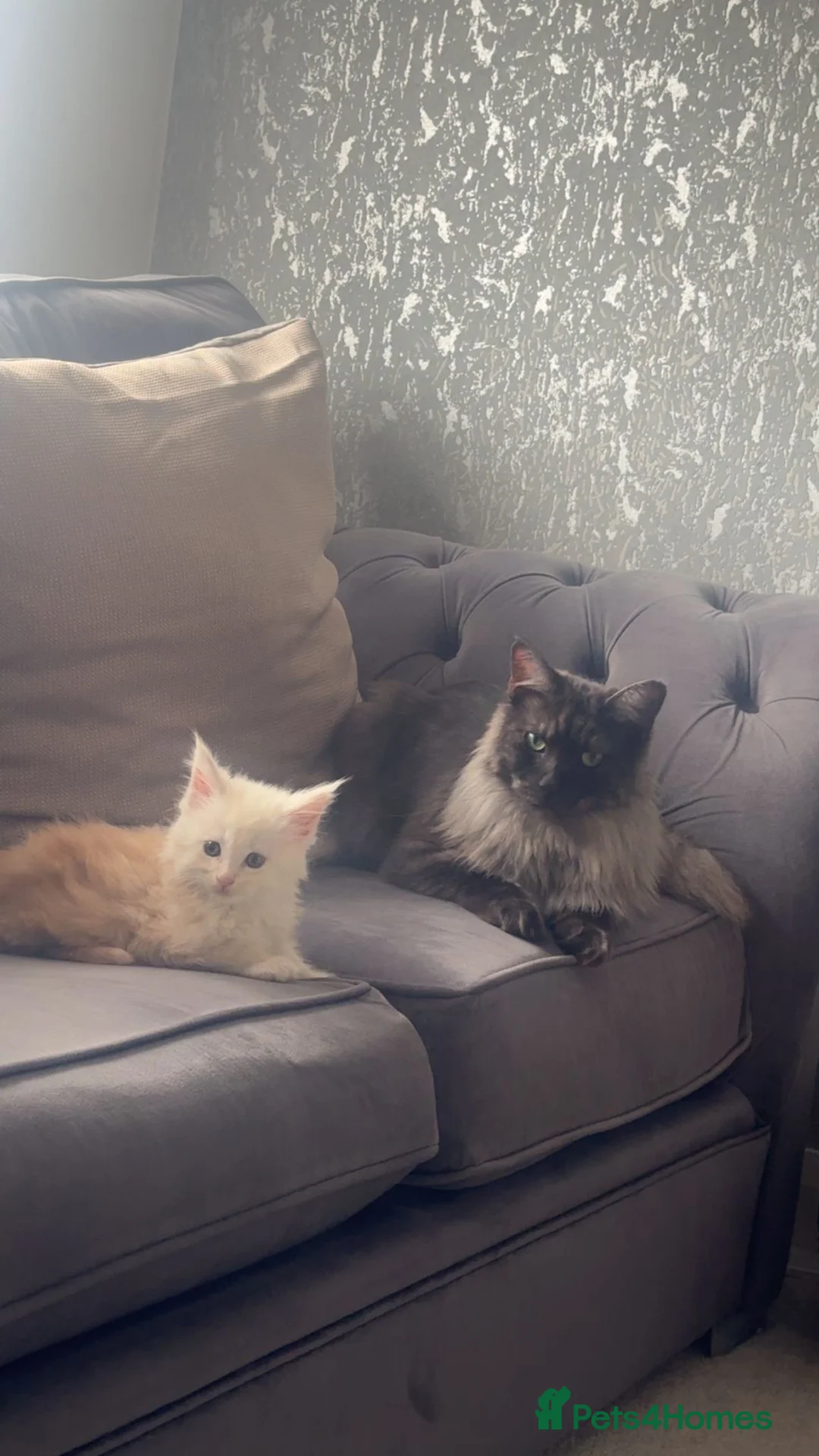 Maine Coon cats for sale: Beautiful Bear in Bolton - Advert 2