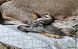 Jack Russell dogs for sale: Miniature Lilac & Blue Jack Russell puppies  - Image 18