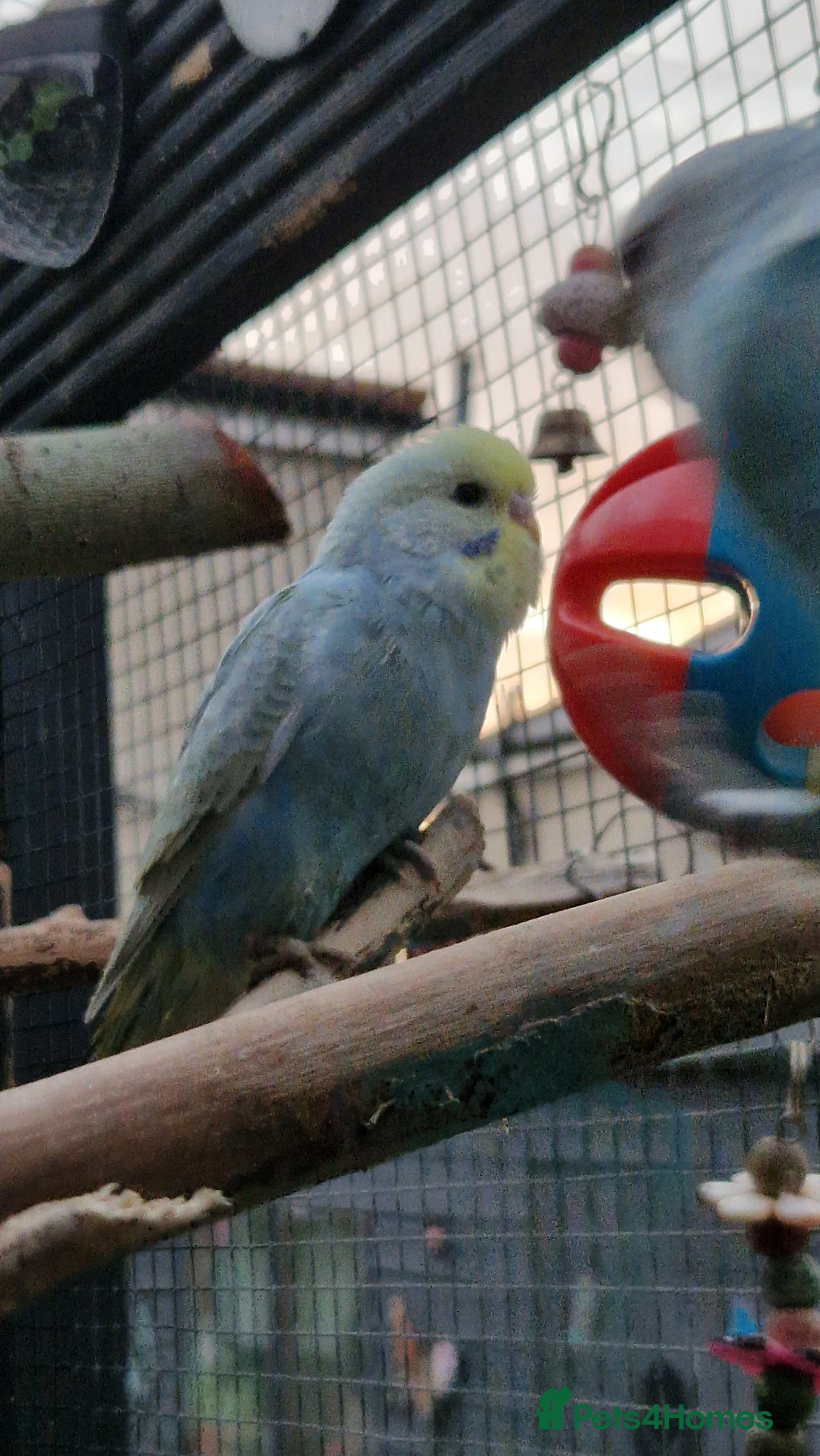 Budgerigars birds for sale: 3x baby budgie reseve only til 13th oct. From £45 - Image 17