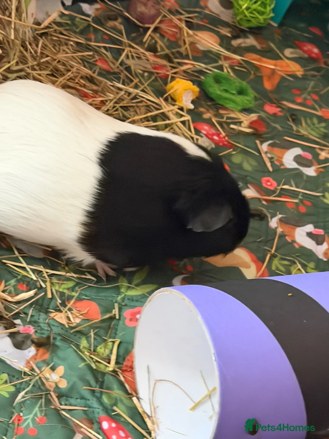 Guinea Pig rodents for sale: Female guinea pig  - Advert 3