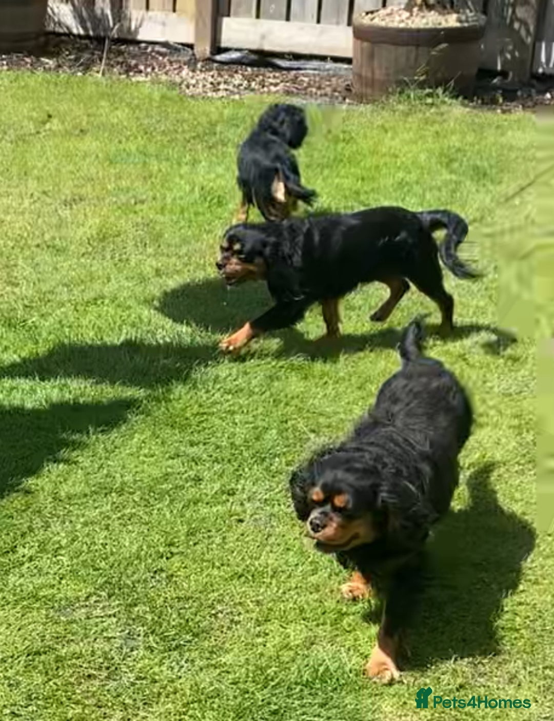 Cavalier King Charles Spaniel dogs for stud: Black & Tan cavalier King Charles spaniel stud  in Ferryhill - Image 15