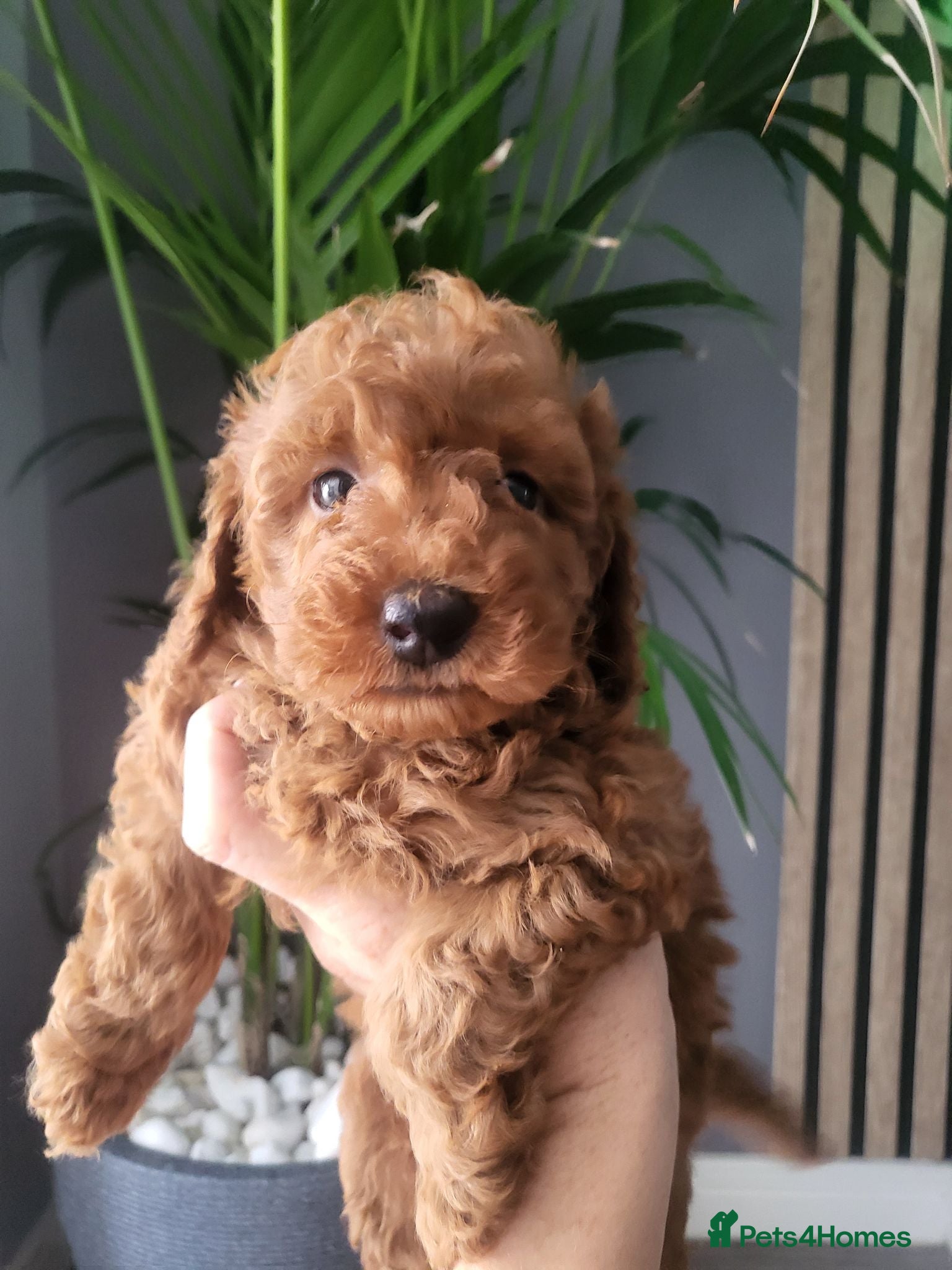 Miniature Poodle dogs KC Registered miniature poodle  - Advert 2