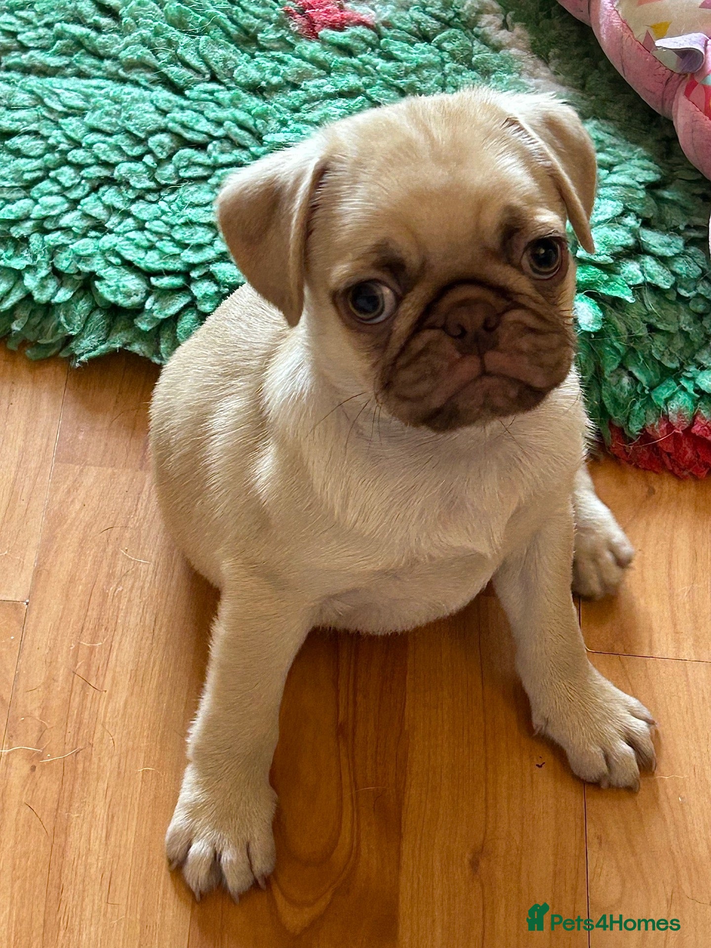 Pug dogs ❤️ READY NOW ❤️ Stunning PUG puppies - Advert 4