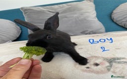 Mixed Breed rabbits for sale: Beautiful baby bunnies - Image 4