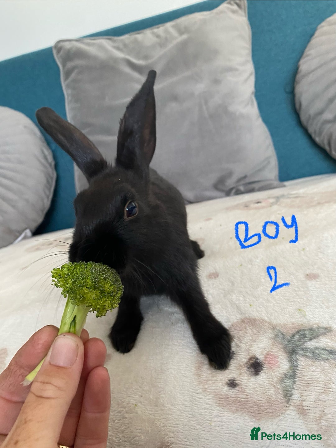 Mixed Breed rabbits for sale: Beautiful baby bunnies - Image 4
