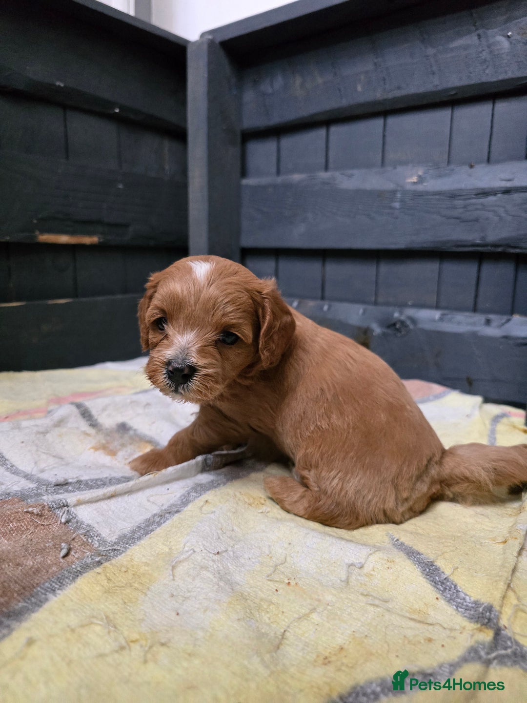 Shihpoo dogs for sale: Toy poodle x  - Image 3