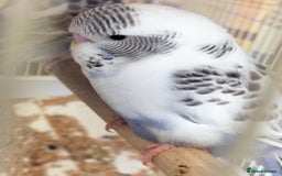 Budgerigars birds for sale: Baby buggies  - Image 4