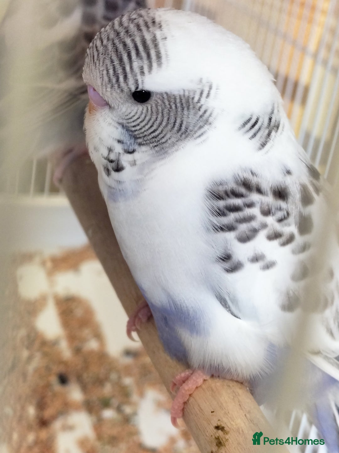 Budgerigars birds for sale: Baby buggies  - Image 4