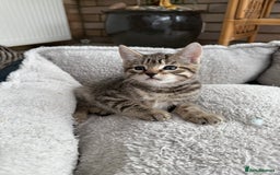 European cats for sale: 3 lovely girls  - Image 4