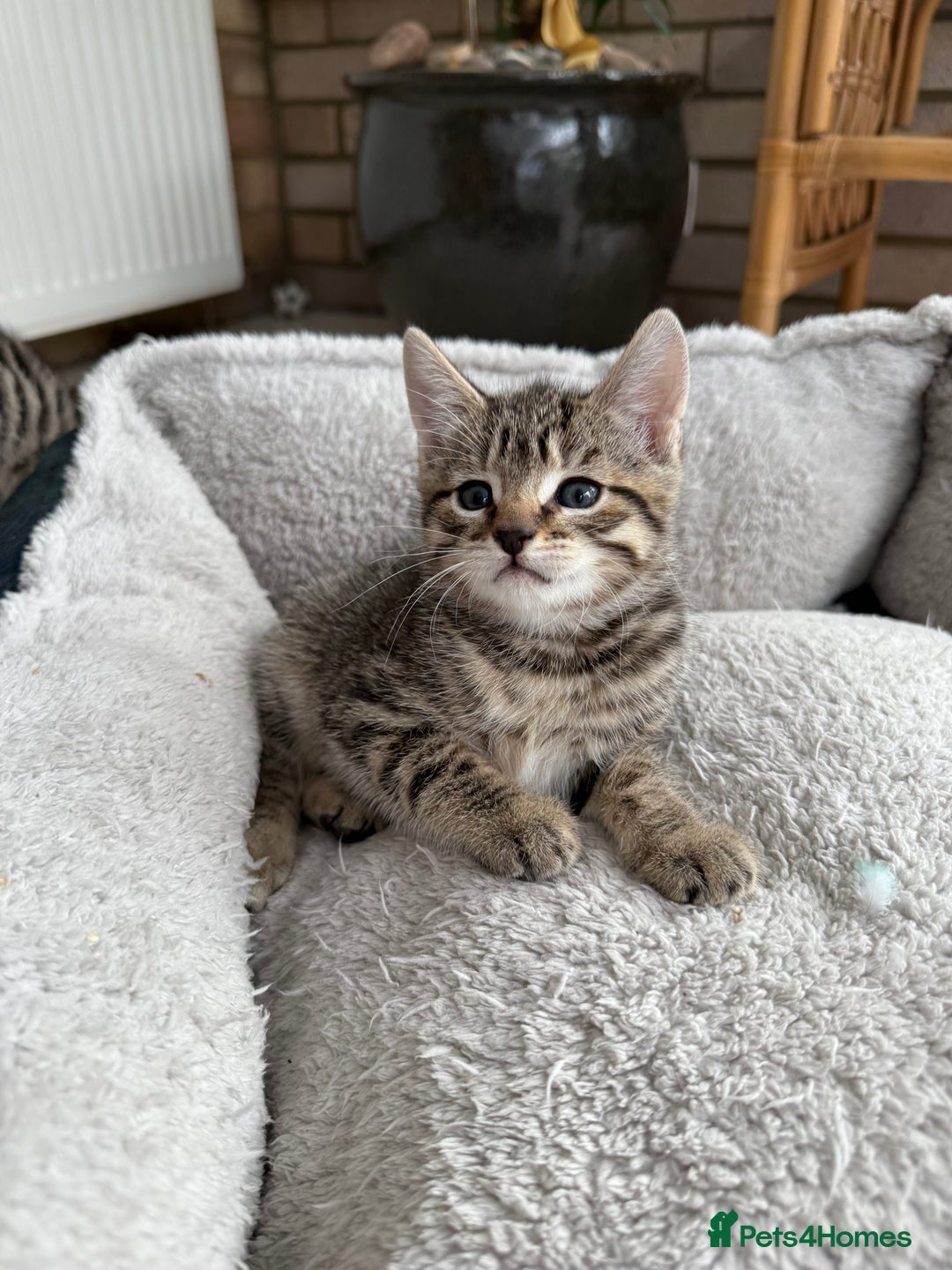European cats for sale: 3 lovely girls  - Image 4