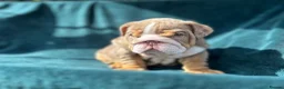 English Bulldog dogs for sale: 🌟 Quality English Bulldog Puppies ⭐️  - Advert 16
