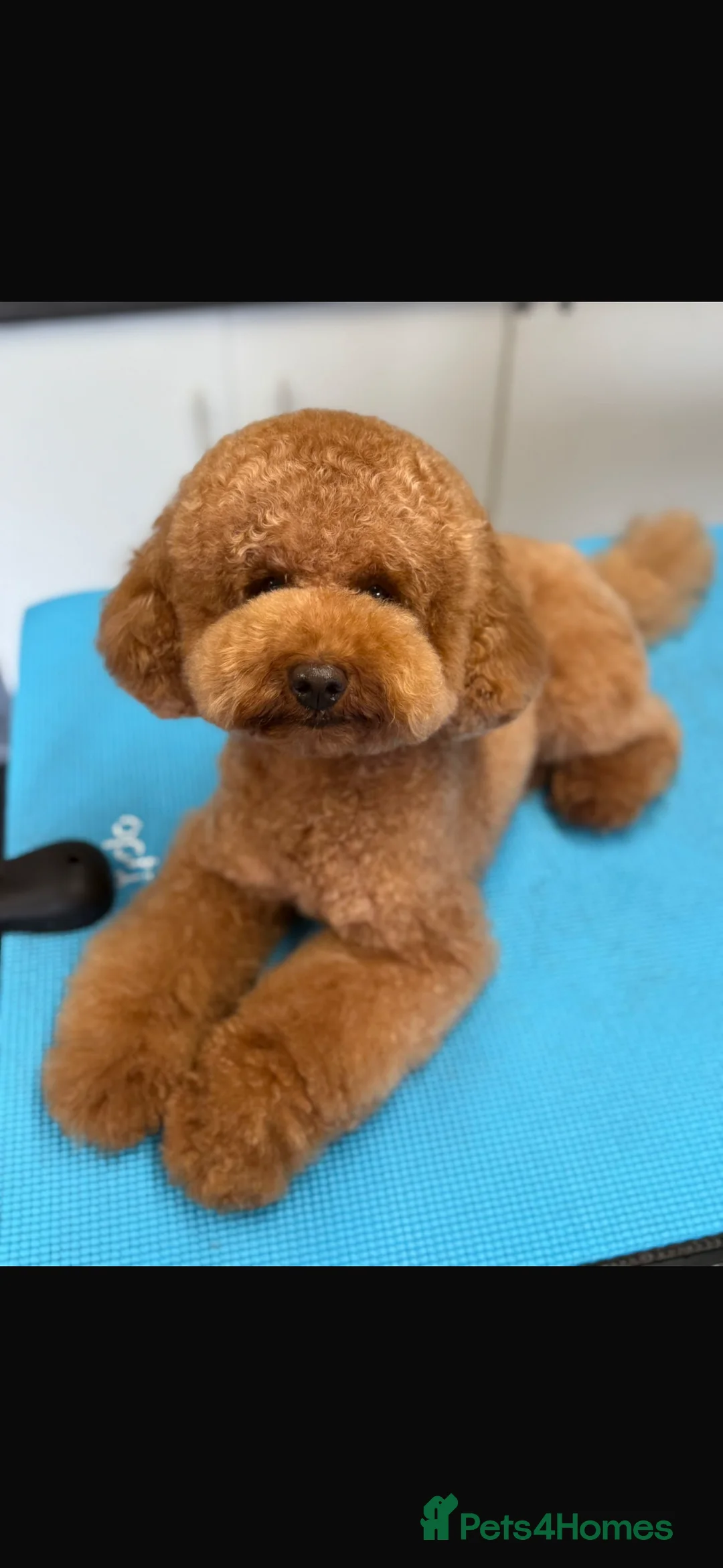 Cavapoo dogs for sale: Cavapoos F1 red/apricots in Bury Saint Edmunds - Advert 2