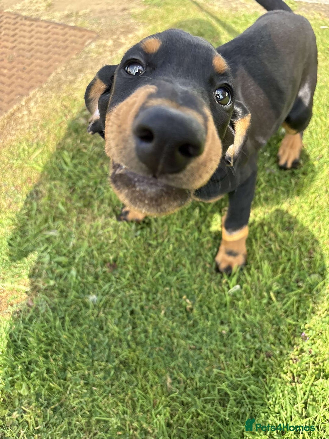 Dobermann dogs for sale: 13 week old Doberman - Image 6