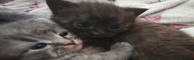 Russian Blue Kitten 1