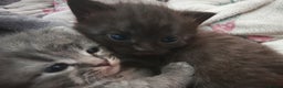 Russian Blue cats for sale: Stunning Russian blue kittens  - Advert 5