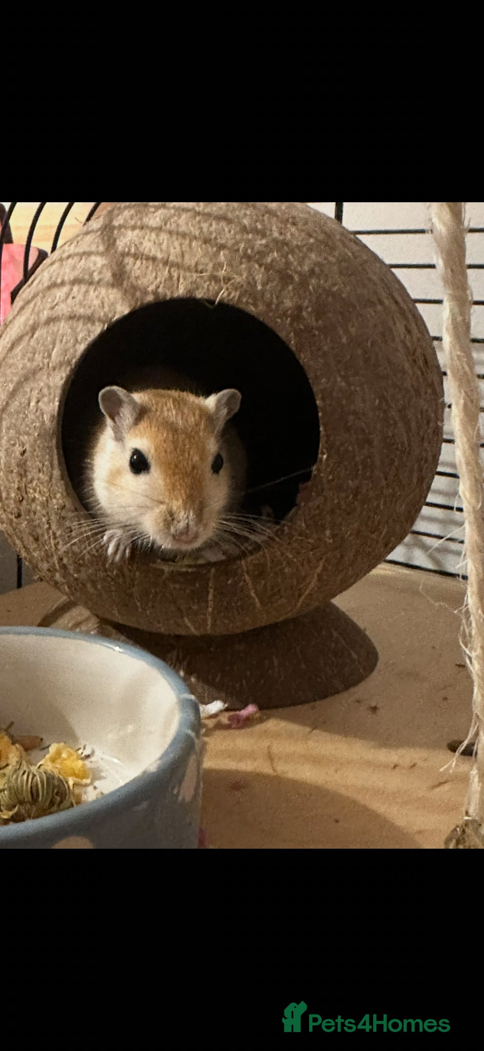 Gerbil rodents for sale: 2 male gerbils (brothers) - Advert 3