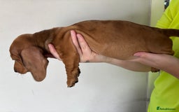 Miniature Dachshund dogs for sale: 3 dashund for sale  in Bolton - Image 4