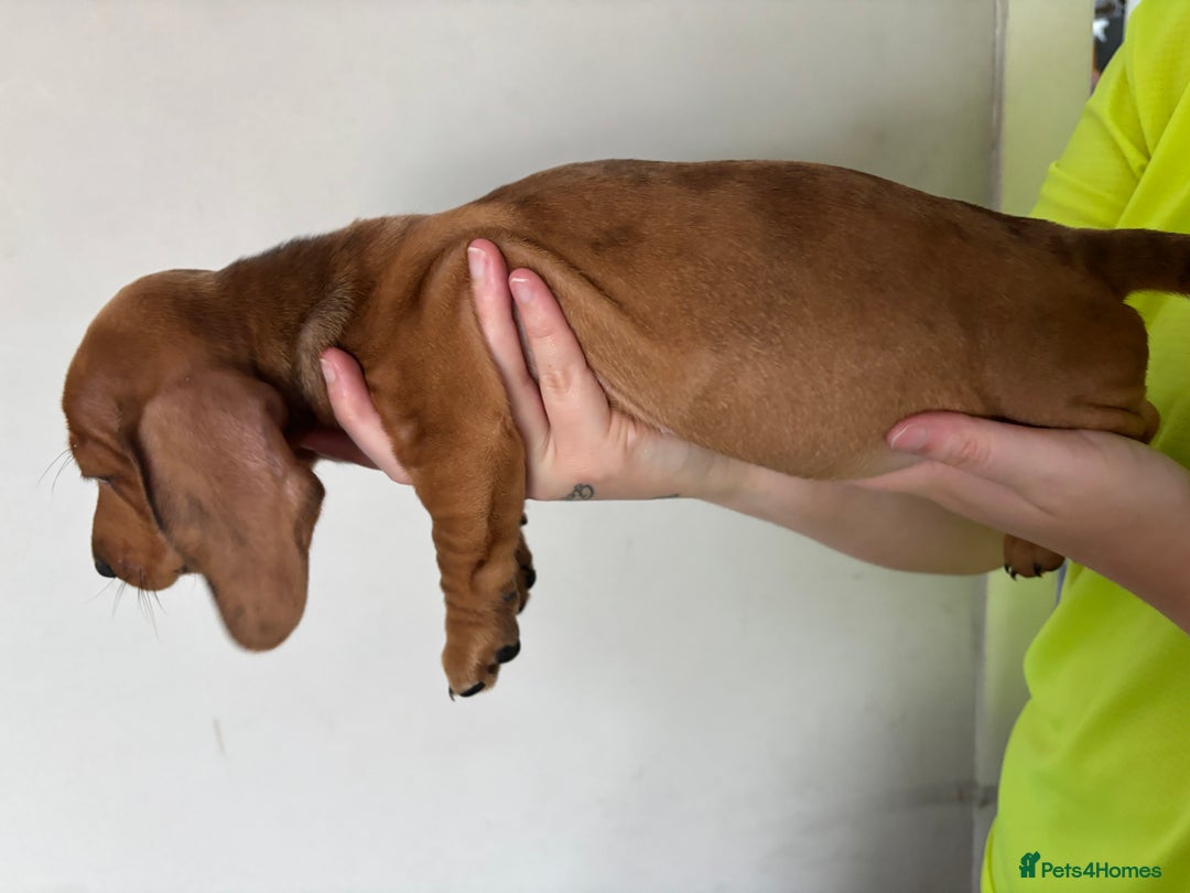 Miniature Dachshund dogs for sale: 3 dashund for sale  in Bolton - Image 4