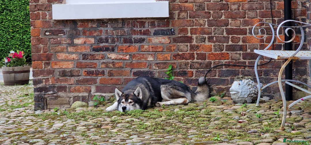 Huskita dogs for stud: Handsome Booboo in Stockport - Image 20