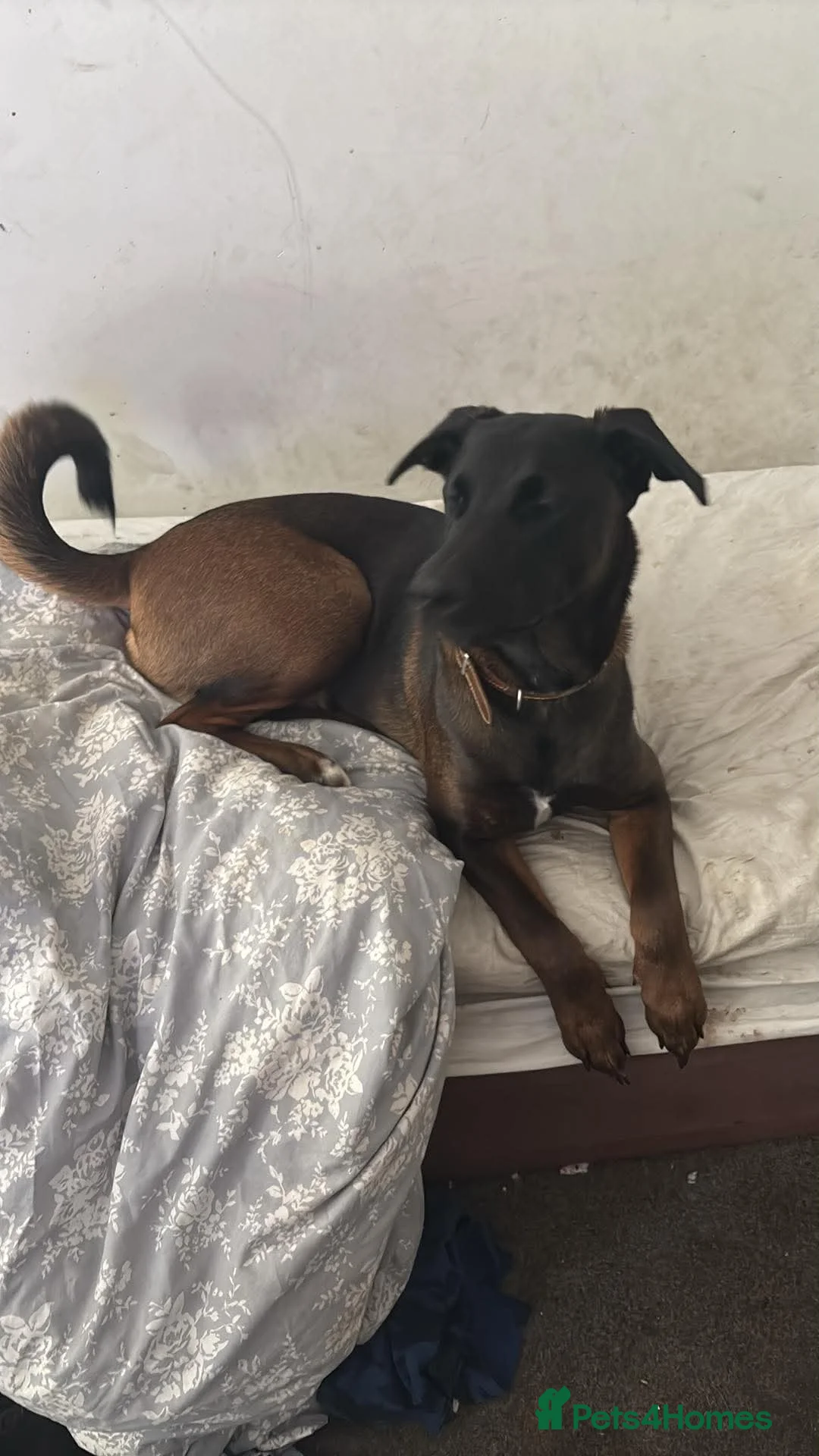Mixed Breed dogs for sale: Rehoming a wonderful dog in Clacton-on-Sea - Advert 2