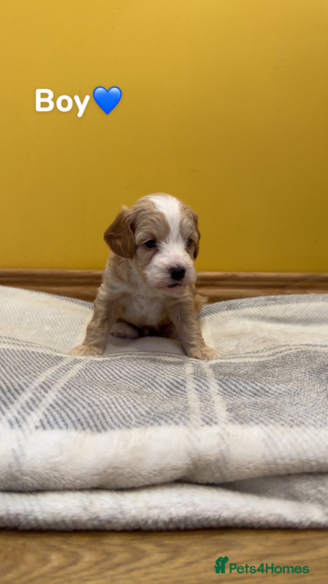 Cockapoo dogs for sale: Cockapoo puppies  - Image 6