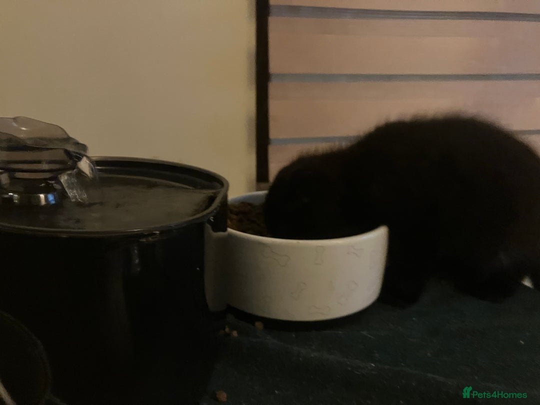 Scottish Fold cats for sale: Khao Manee/Scottish fold Girl - Advert 9