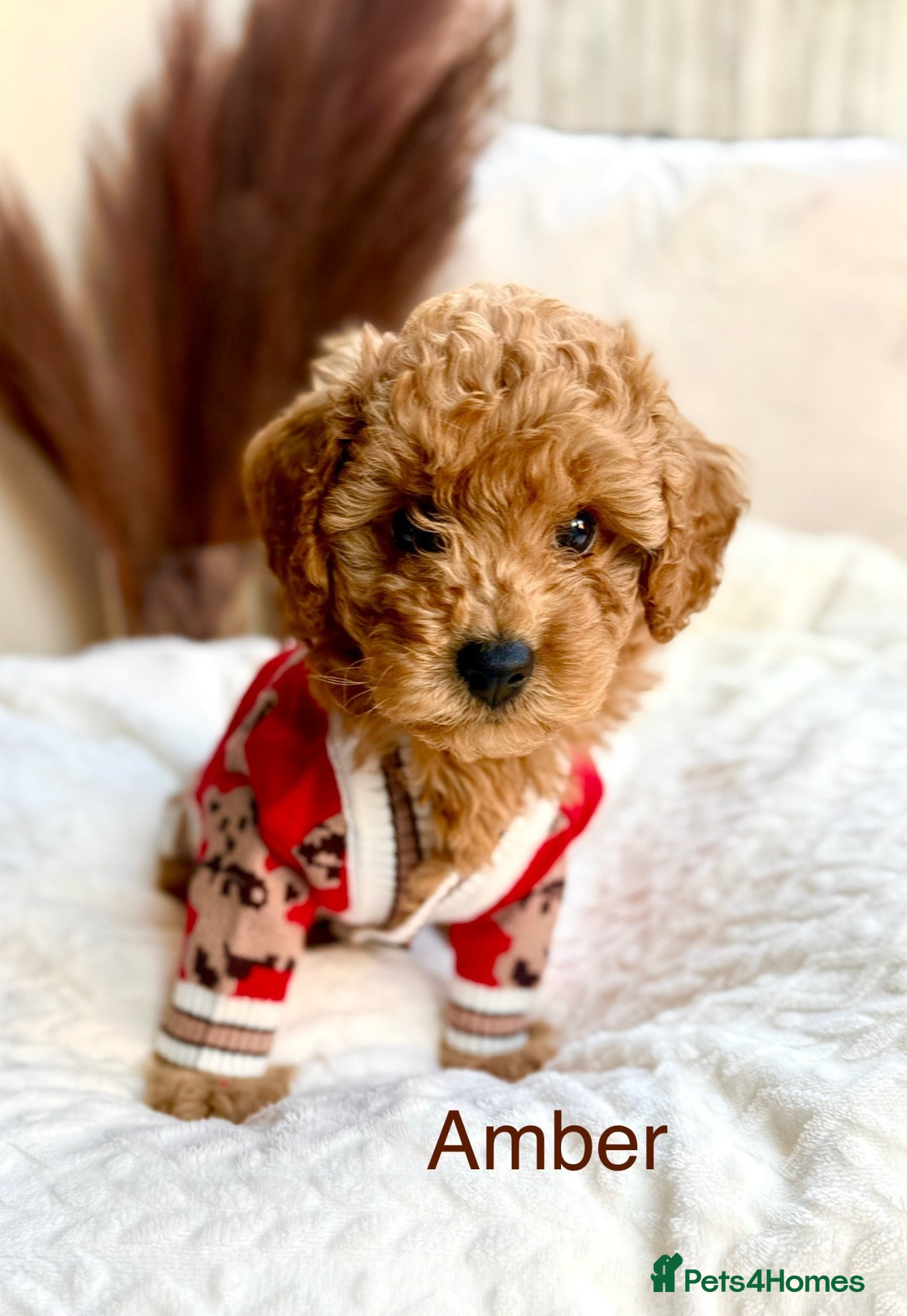 Toy Poodle dogs AVAILABLE NOW/KC registered/DNAclear - Advert 1