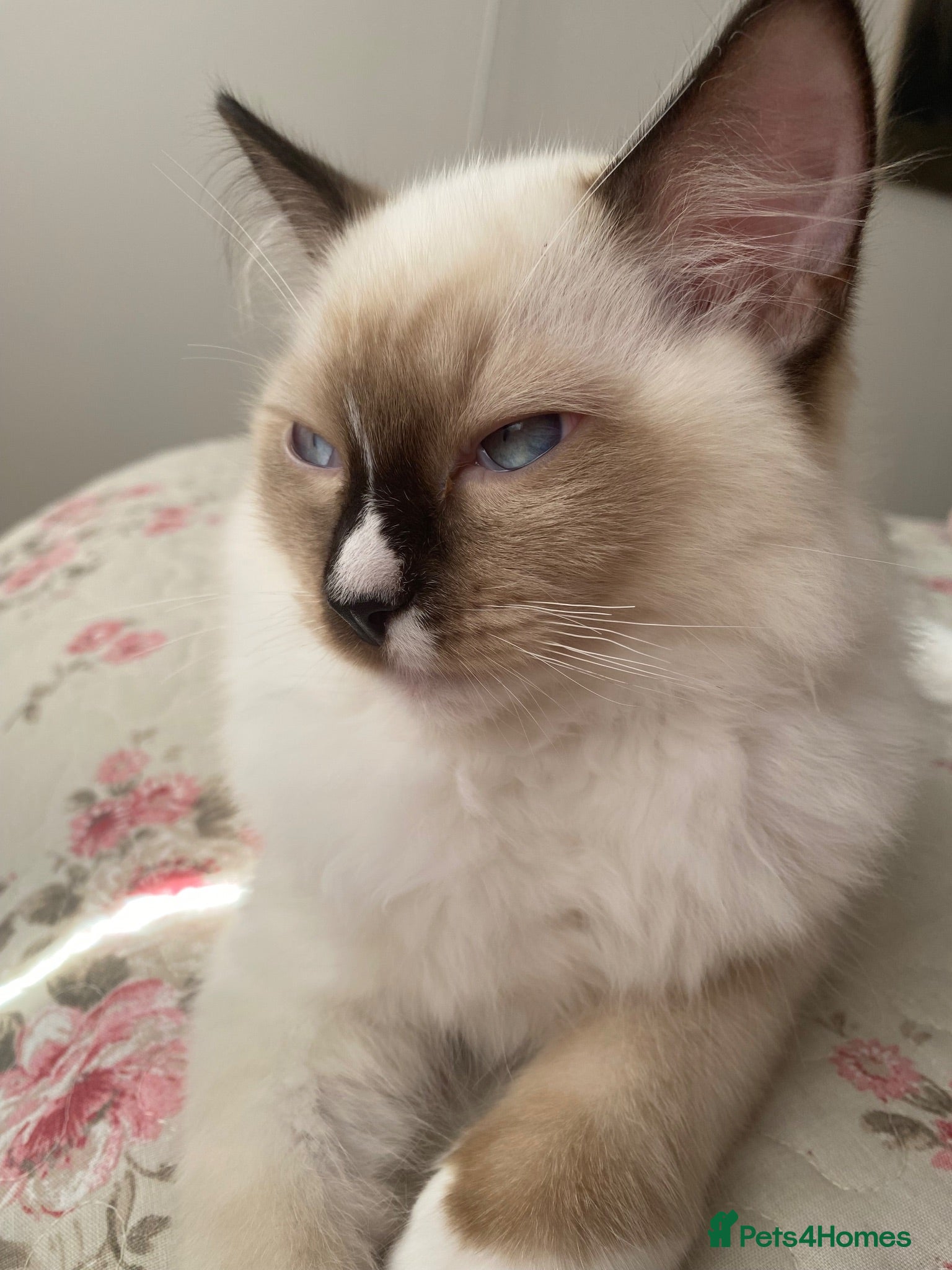 Ragdoll cats Last kitten! GCCF Champion Bloodline 🏆 - Advert 2