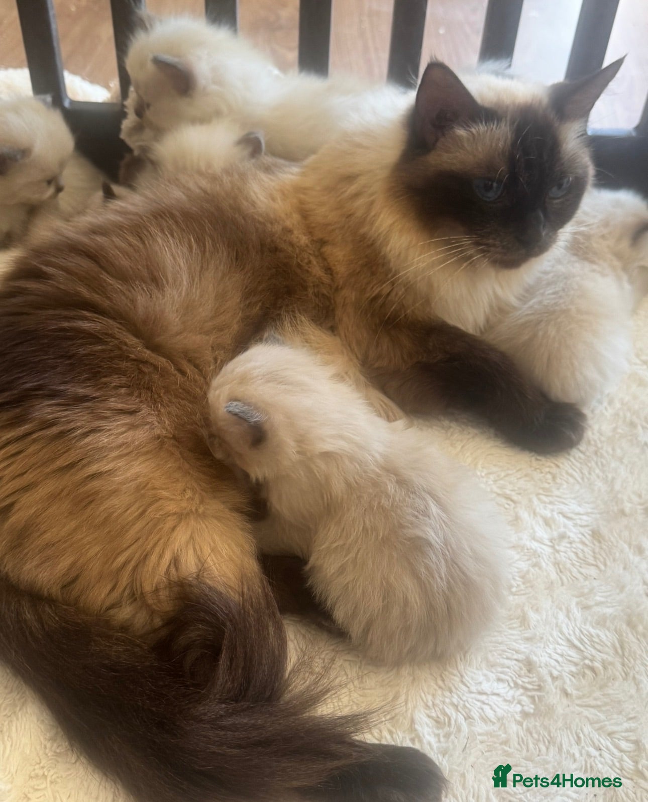 Ragdoll cats GCCF champion ragdoll kittens 🐱 ❤️ - Advert 2