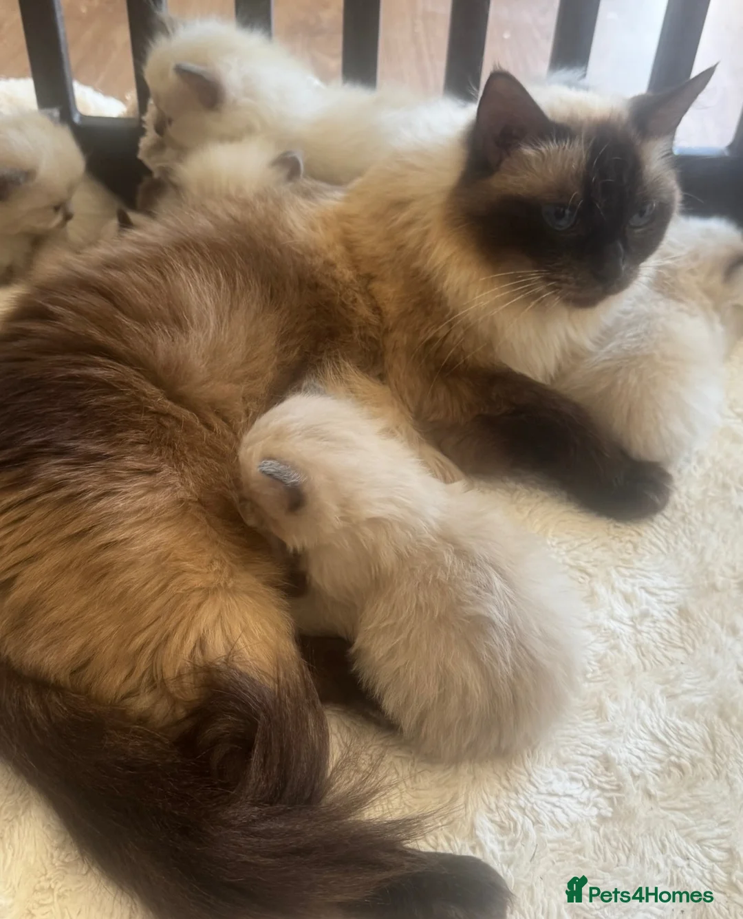 Ragdoll cats for sale: GCCF champion ragdoll kittens 🐱 ❤️ - Advert 2
