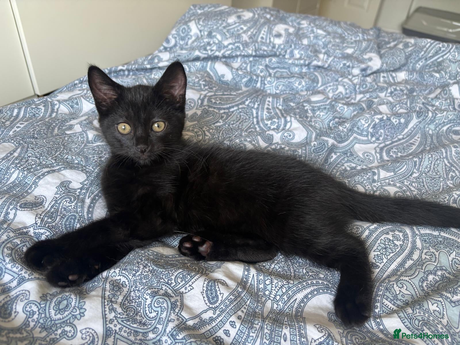 Domestic Shorthair cats Ready now  🐈‍⬛🐈‍⬛Only girl left❤️ - Advert 7