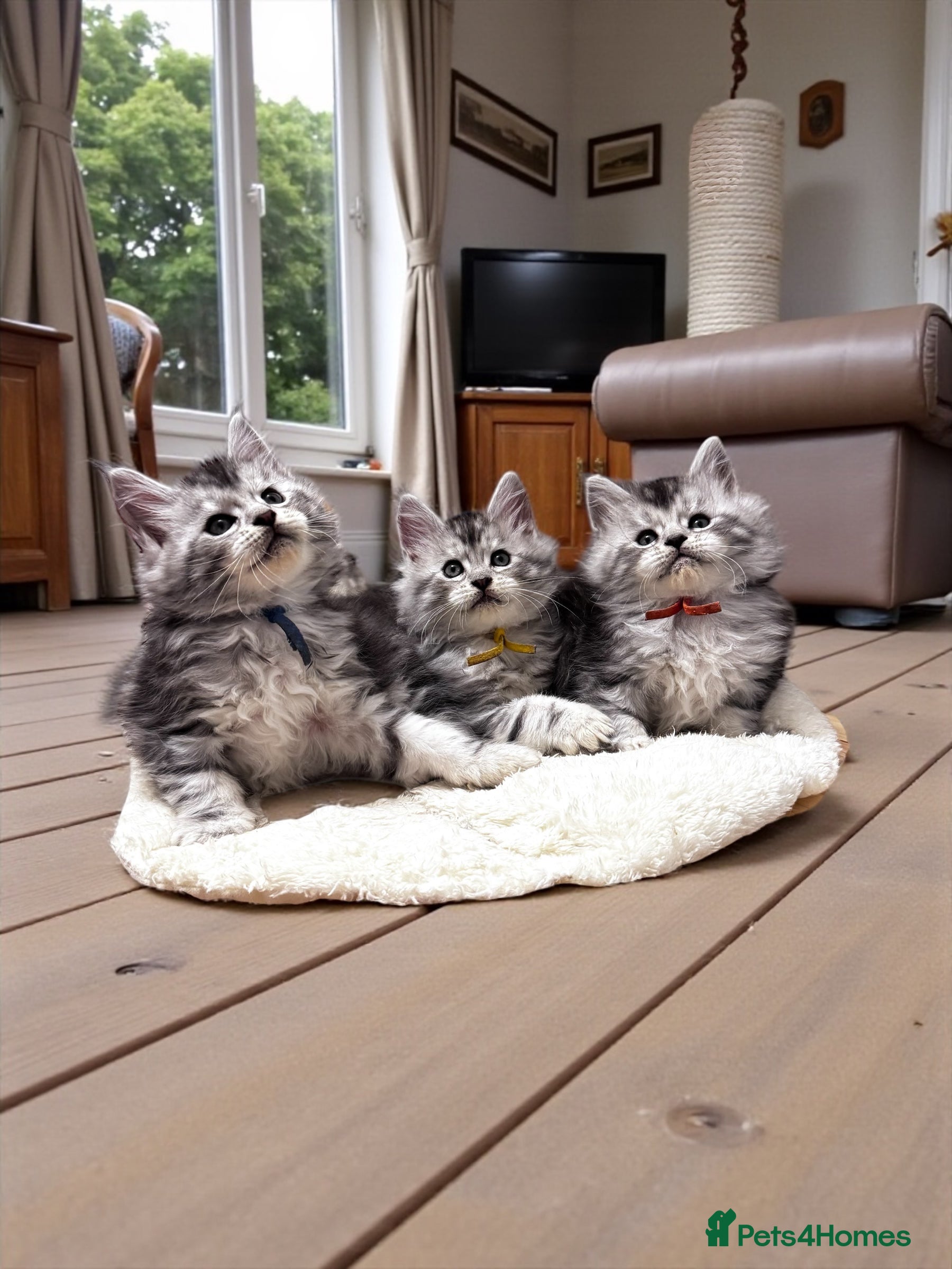 Maine Coon cats 🌟🌟Beautiful Maine Coon kittens🌟🌟 - Advert 9
