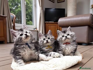 Maine Coon cats 🌟🌟Beautiful Maine Coon kittens🌟🌟 - Advert 9