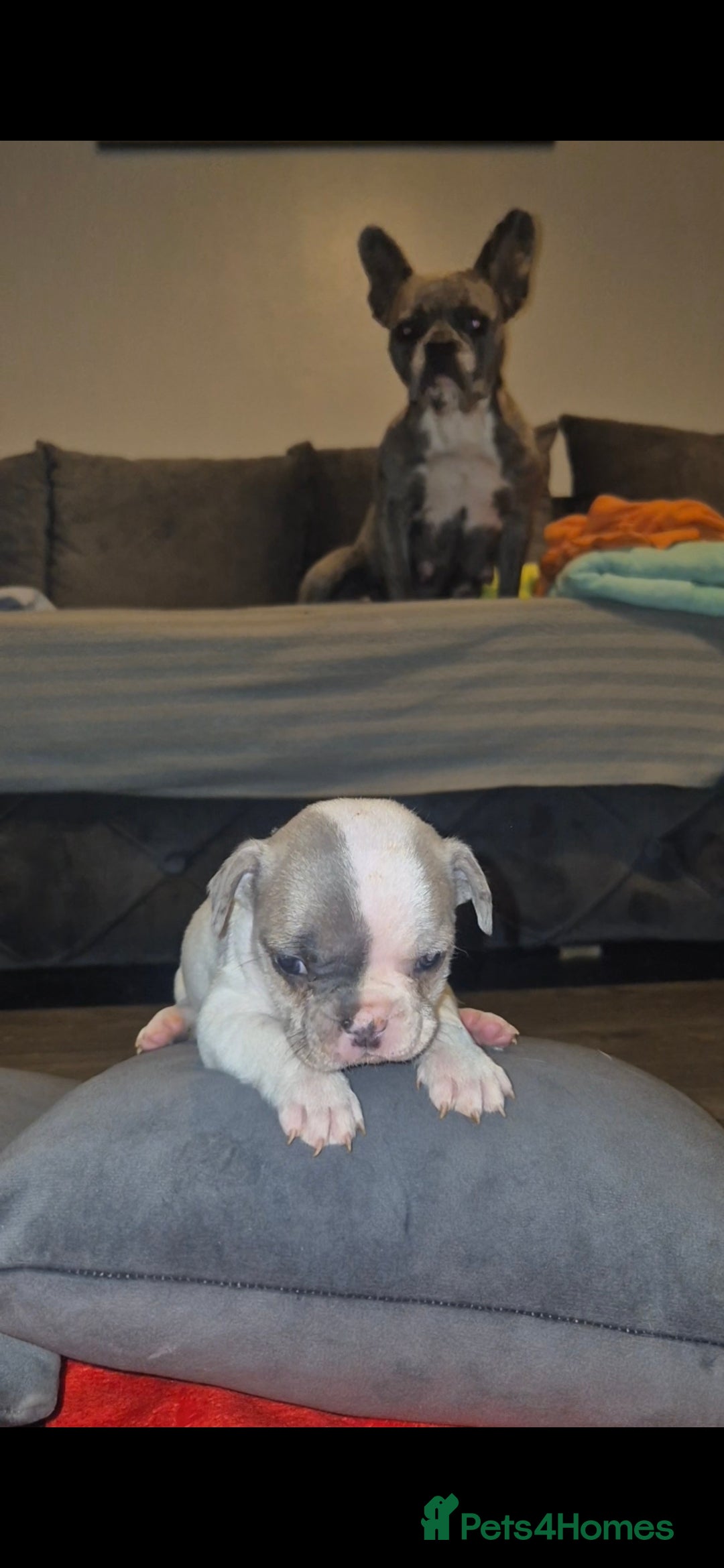 French Bulldog dogs for sale: DWKC beautiful French bulldogs prices negotiable - Advert 11