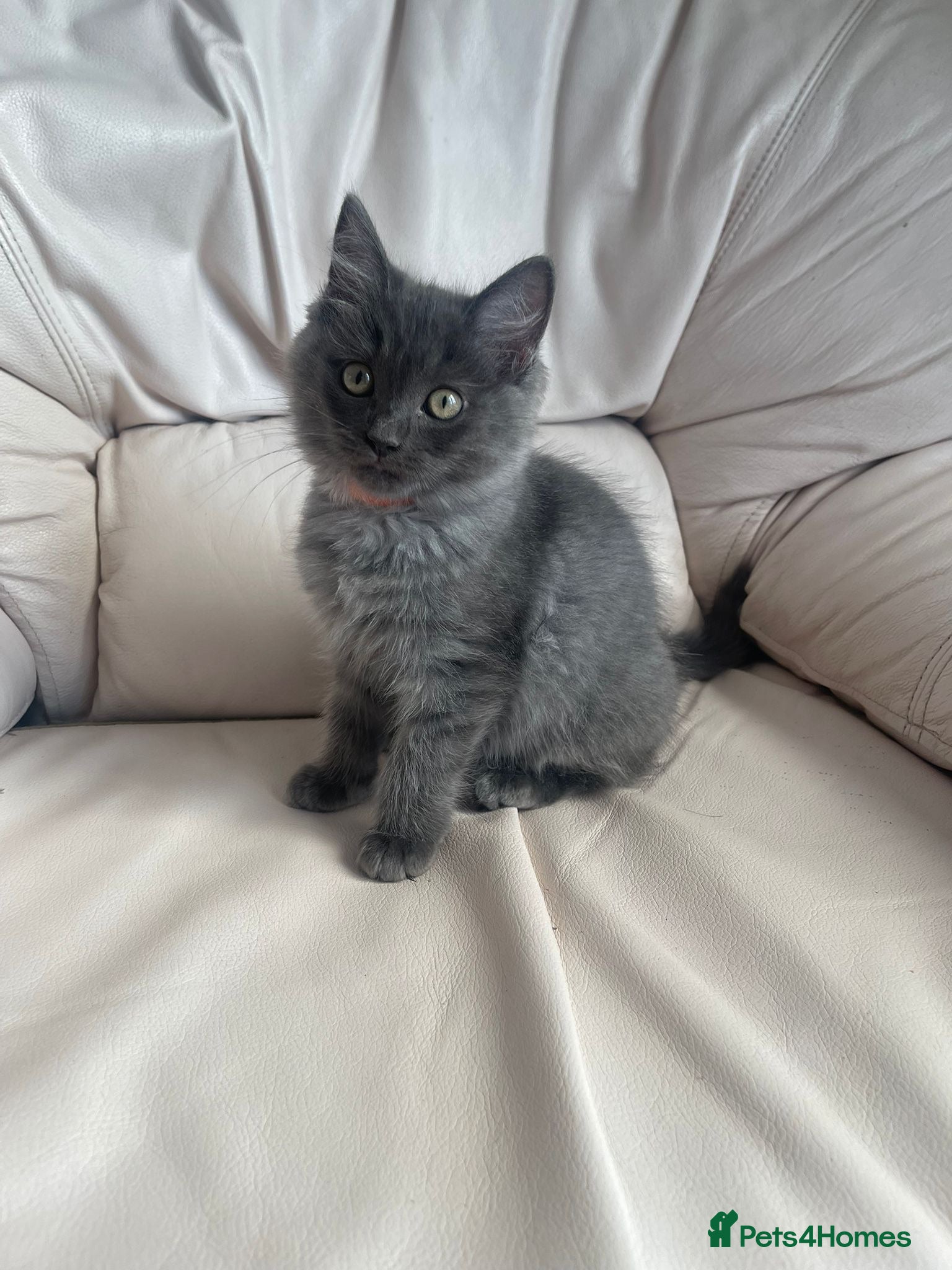 Mixed Breed cats Ragdoll cross Bsh kittens ready now  - Advert 1
