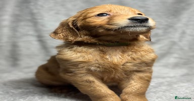 Golden Retriever dogs Beautiful chunky golden retriever’s  - Advert 6