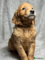 Golden Retriever dogs Beautiful chunky golden retriever’s - Advert 6