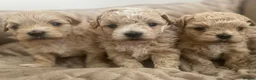 Maltipoo dogs for sale: Maltipoo f1 quality pups from 5 star breeder - Advert 12