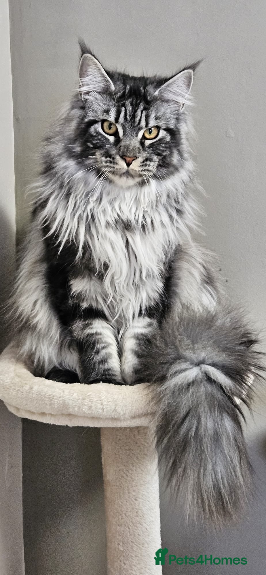 Maine Coon cats  STUD AVAILABLE 😻TICA/GCCF   - Advert 17