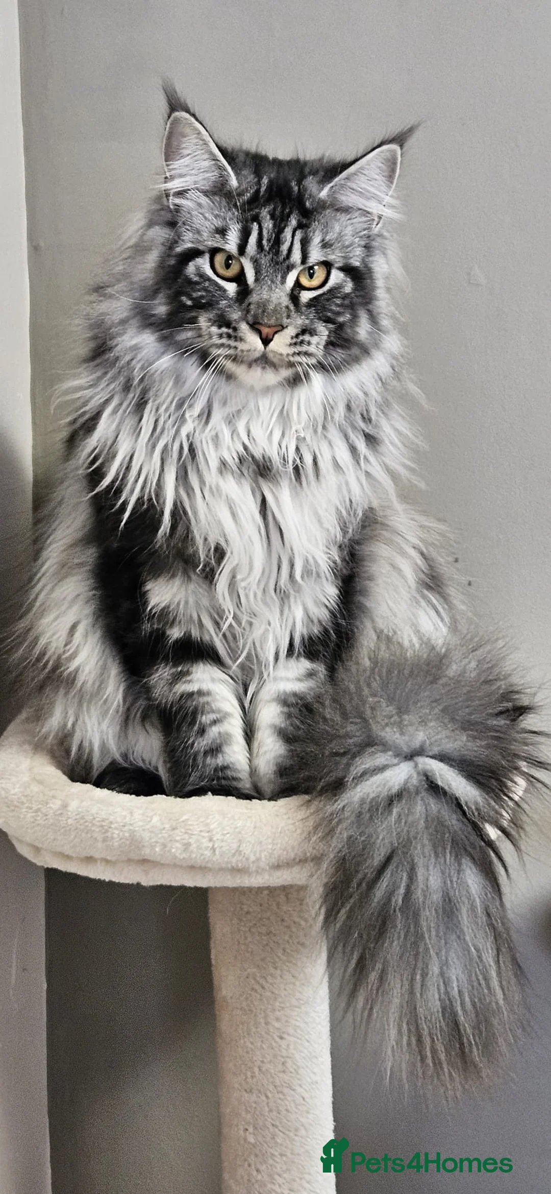 Maine Coon cats for stud: TICA/GCCF stud available + kittens available  in Brighouse - Advert 4
