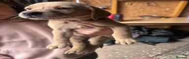 Labrador Retriever 1