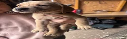 Labrador Retriever dogs for sale: KC Registered Labrador Puppies in Banchory - Advert 4