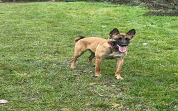 Belgian Shepherd Dog dogs for sale: Belgian Malinois - Image 5