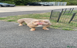 American Bully dogs for sale: American bully puppy twins available  - Image 10