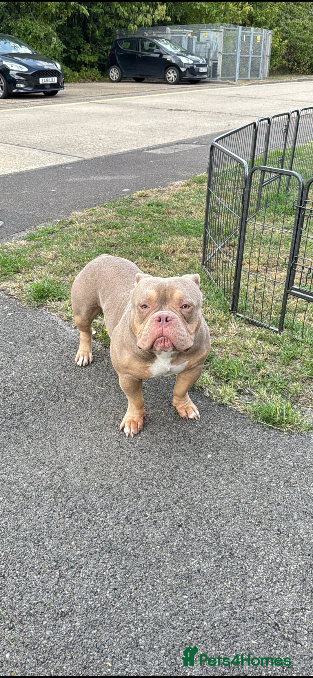 American Bully dogs for sale: American bully puppy twins available  - Image 10