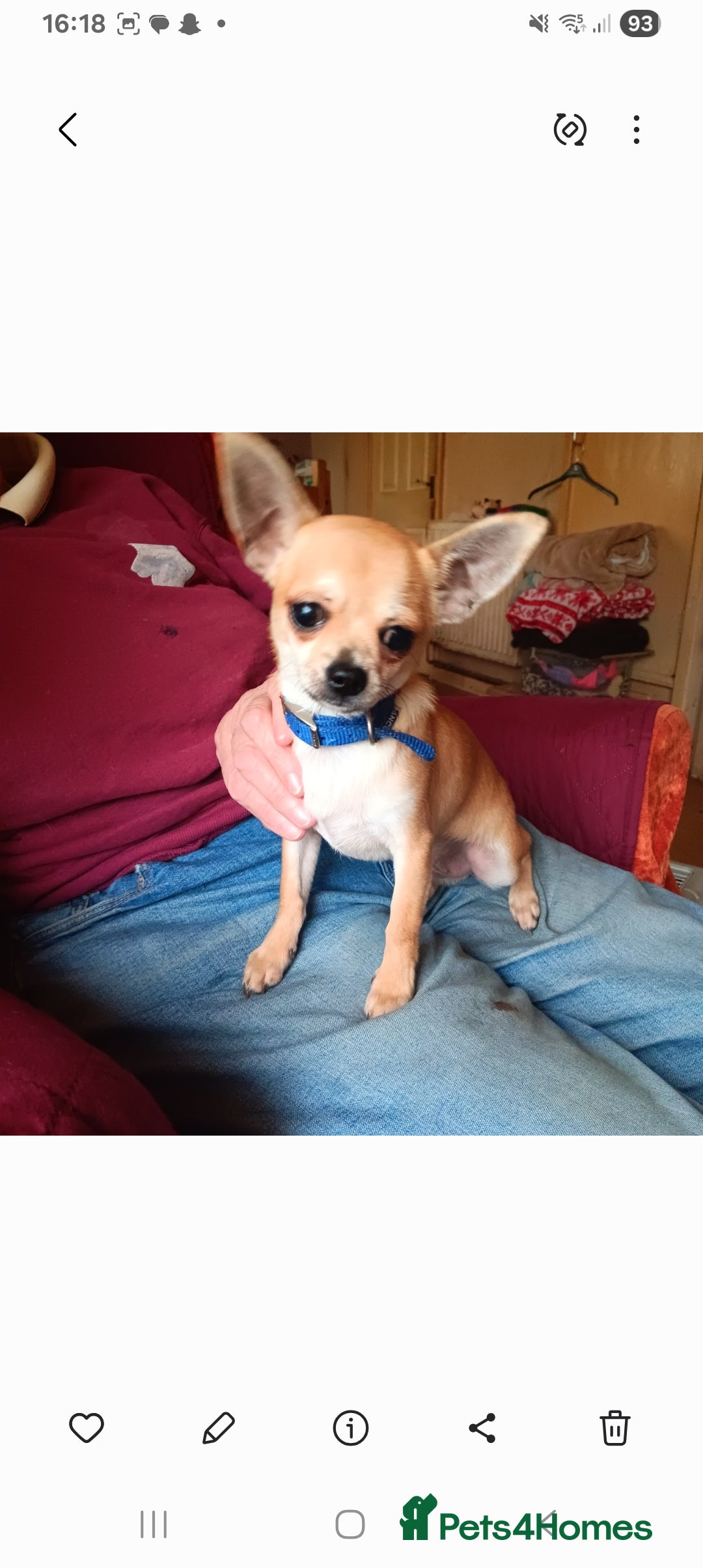 Chihuahua dogs for sale: Gorgeous smooth coat chihuahua's for sale - Advert 4
