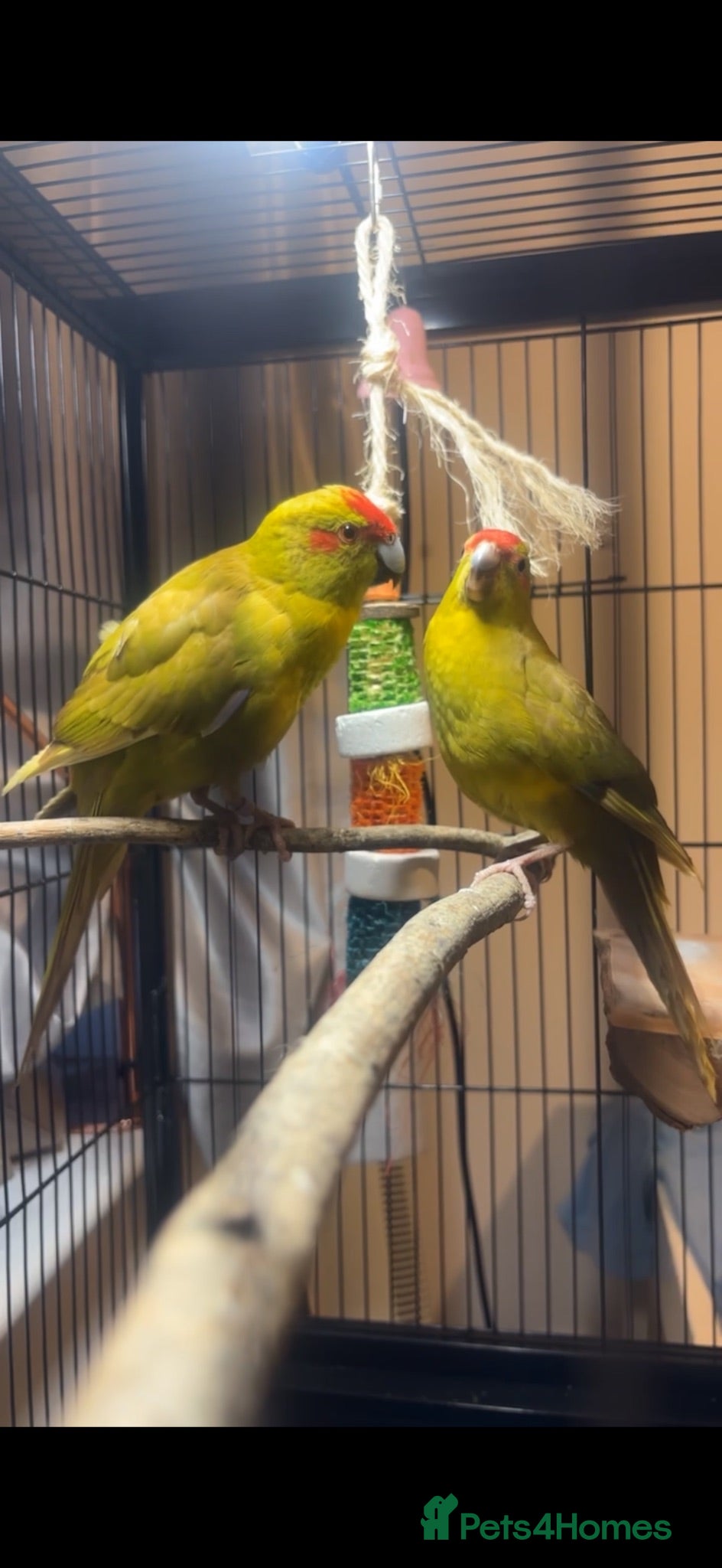 Mixed Breed birds Kakarkis  - Advert 5