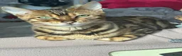 Bengal cats for sale: Female glitter Bengal for sale - Advert 14