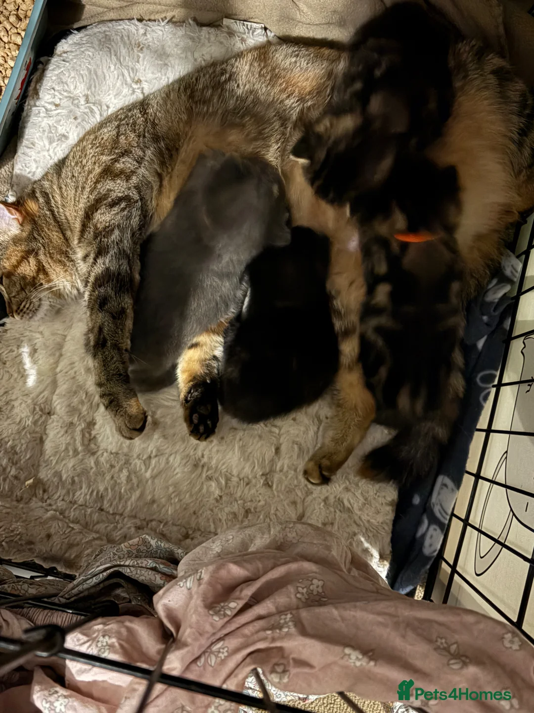 British Shorthair cats for sale: 4 British shorthair kittens in Salisbury - Advert 2